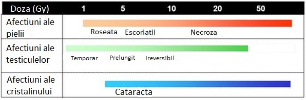 Efectele dozei absorbite